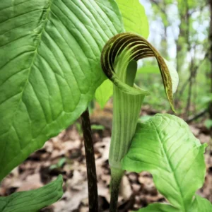 5 Jack in the Pulpit Plants Bare Roots – Live Hardy Perennial Wildflowers for Shaded Areas and Gardens