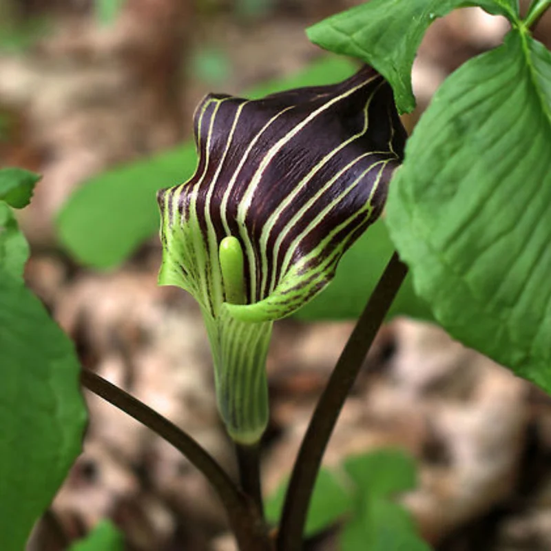 10 Jack in the Pulpit Plants Bare Roots – Live Perennials for Wildflower Shade Gardens and Outdoor Planting