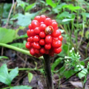 5 Jack in the Pulpit Plants Bare Roots – Live Hardy Perennial Wildflowers for Shaded Areas and Gardens