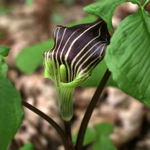 5 Jack in the Pulpit Plants Bare Roots – Live Hardy Perennial Wildflowers for Shaded Areas and Gardens