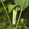 20 Jack in the Pulpit Bare Roots – Hardy Perennial Wildflowers for Home Gardens and Landscaping