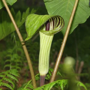 15 Jack in the Pulpit Plants Live Bare Roots – Hardy Perennial Wildflowers for Shady Outdoor Spaces