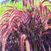3 Red Fountain Grass Plants Bare Roots – Fast-Growing Perennial Ornamental Grass for Fall Landscaping