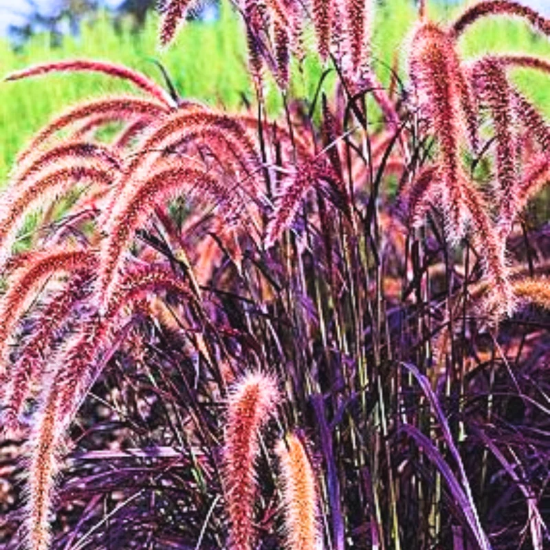 3 Red Fountain Grass Plants Bare Roots – Fast-Growing Perennial Ornamental Grass for Fall Landscaping