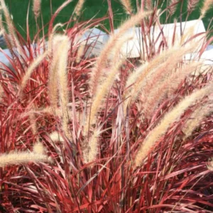 5 Red Fountain Grass Plants Bare Roots – Live Perennial Ornamental Grass for Outdoor Spaces and Fall Colors