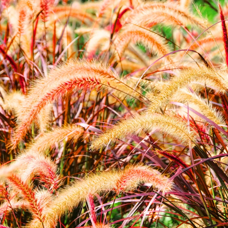 3 Red Fountain Grass Plants Bare Roots – Fast-Growing Perennial Ornamental Grass for Fall Landscaping