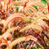 5 Red Fountain Grass Plants Bare Roots – Live Perennial Ornamental Grass for Outdoor Spaces and Fall Colors