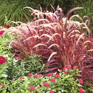 5 Red Fountain Grass Plants Bare Roots – Live Perennial Ornamental Grass for Outdoor Spaces and Fall Colors