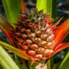 3 Red Pineapple Plants Bare Roots – Sweet Tropical Fruit Trees for Outdoor Planting and Garden Growth