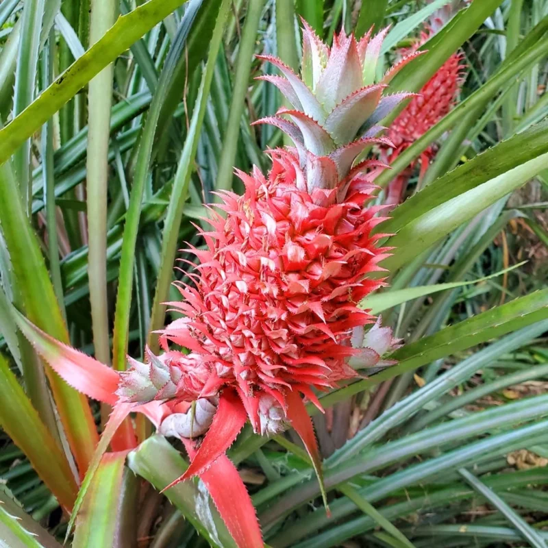 3 Red Pineapple Plants Bare Roots – Sweet Tropical Fruit Trees for Outdoor Planting and Garden Growth