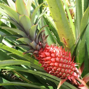 3 Red Pineapple Plants Bare Roots – Sweet Tropical Fruit Trees for Outdoor Planting and Garden Growth