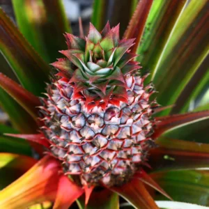 3 Red Pineapple Plants Bare Roots – Sweet Tropical Fruit Trees for Outdoor Planting and Garden Growth