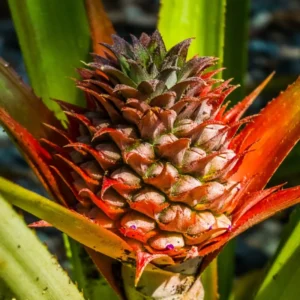 Red Pineapple Plant Live Bare Root – Sweet Tropical Pineapple Fruit Tree Starter for Home Gardens