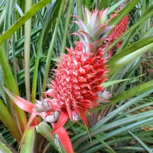Red Pineapple Plant Live Bare Root – Sweet Tropical Pineapple Fruit Tree Starter for Home Gardens