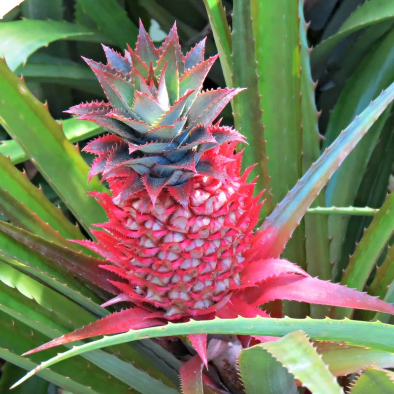 Red Pineapple Plant Live Bare Root – Sweet Tropical Pineapple Fruit Tree Starter for Home Gardens