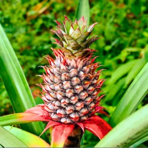 3 Red Pineapple Plants Bare Roots – Sweet Tropical Fruit Trees for Outdoor Planting and Garden Growth