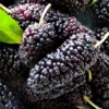 1 Dwarf Mulberry Tree Live Plant – Cold Hardy Everbearing Mulberry Bare Root for Fruit Harvesting
