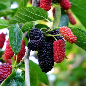 1 Dwarf Mulberry Tree Live Plant – Cold Hardy Everbearing Mulberry Bare Root for Fruit Harvesting
