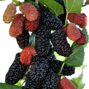 1 Dwarf Mulberry Tree Live Plant – Cold Hardy Everbearing Mulberry Bare Root for Fruit Harvesting