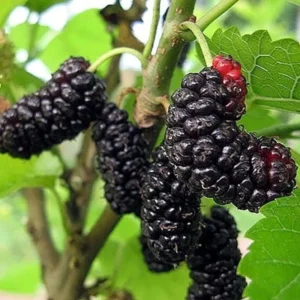 3 Dwarf Mulberry Trees Live Bare Roots – Hardy Everbearing Mulberry Plants for Year-Round Fruit Growing