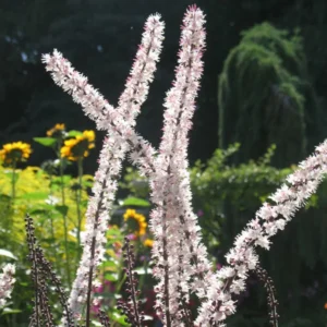 3 Cohosh Plants Bare Root – Live Perennial Blue and Black Cohosh for Beautiful Outdoor Gardens