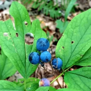 3 Cohosh Plants Bare Root – Live Perennial Blue and Black Cohosh for Beautiful Outdoor Gardens