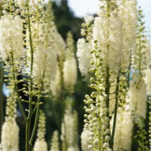 5 Cohosh Live Plants Bare Root – Perennial Cohosh Variety for Gardening and Landscaping Projects