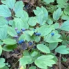 5 Cohosh Live Plants Bare Root – Perennial Cohosh Variety for Gardening and Landscaping Projects