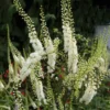 Black Cohosh Plants
