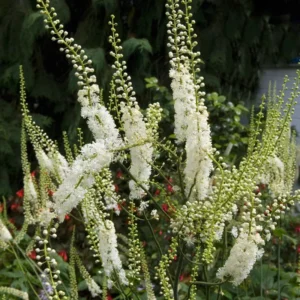 Black Cohosh Plants