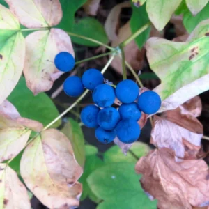 Blue Cohosh Plants Live