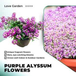 Purple Alyssum Plant Live – Sweet Alyssum Flowers, 8 Inches Tall in 3-Inch Pot, Perfect for Perennial Flower Beds