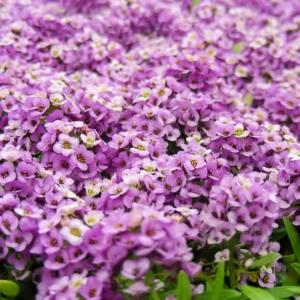 Purple Alyssum Plant Live – Sweet Alyssum Flowers, 8 Inches Tall in 3-Inch Pot, Perfect for Perennial Flower Beds