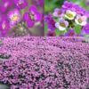 Purple Alyssum Plant Live – Sweet Alyssum Flowers, 8 Inches Tall in 3-Inch Pot, Perfect for Perennial Flower Beds
