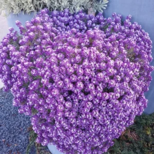 Purple Alyssum Plant Live – Sweet Alyssum Flowers, 8 Inches Tall in 3-Inch Pot, Perfect for Perennial Flower Beds