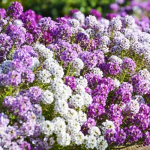 2 Sweet Alyssum Perennial Plants Live – 8 Inches Tall, Hardy Garden Flowers in 3-Inch Pots for Flower Beds