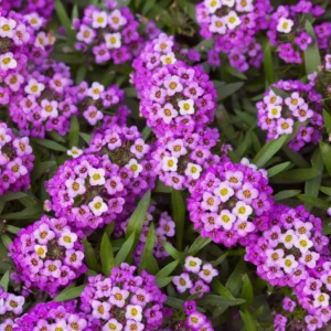 Purple Alyssum Plant Live – Sweet Alyssum Flowers, 8 Inches Tall in 3-Inch Pot, Perfect for Perennial Flower Beds