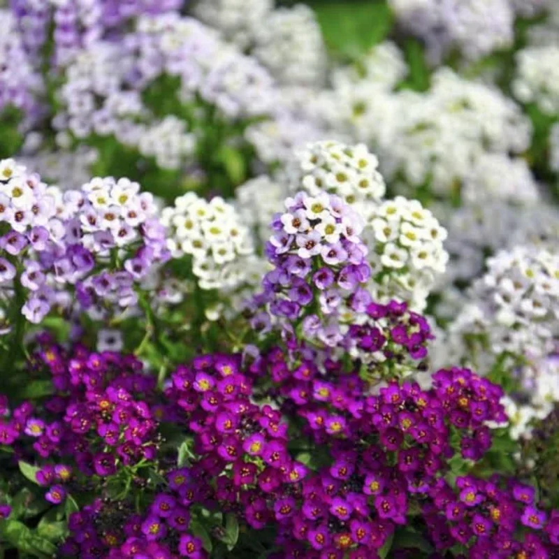 2 Alyssum Plants Live – Sweet Purple Perennial Flowers, 8 Inches Tall, Perfect for Flower Beds and Landscaping, 3-Inch Pots