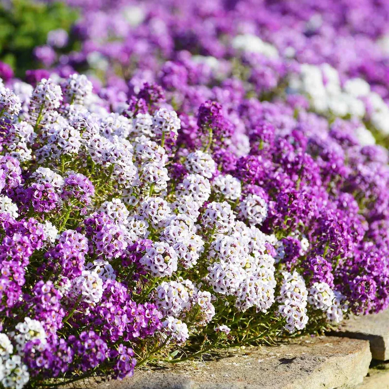 Purple Sweet Alyssum Live Plants – Set of 3 Hardy Perennials, 8 Inches Tall in 3-Inch Pots for Colorful Garden Borders
