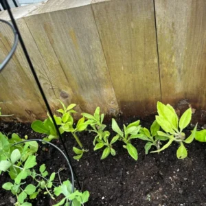 Longevity Spinach Plant, Longevity Spinach Live 4 Inches No Pot, Vegetable Plant, Live Vegetable Plant For Planting