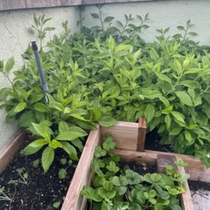 Longevity Spinach Plant, Longevity Spinach Live 4 Inches No Pot, Vegetable Plant, Live Vegetable Plant For Planting