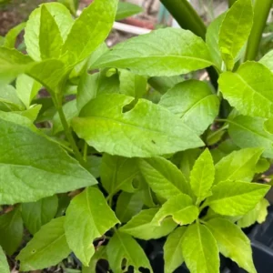 Longevity Spinach Plant, Longevity Spinach Live 4 Inches No Pot, Vegetable Plant, Live Vegetable Plant For Planting