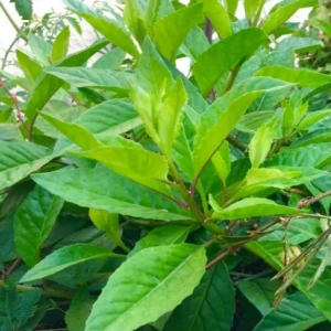 Longevity Spinach Plant, Longevity Spinach Live 4 Inches No Pot, Vegetable Plant, Live Vegetable Plant For Planting