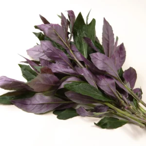 2 Okinawa Spinach Plant, Spinach Plant Live 4 Inches Rooted, Live Vegetable Plant For Garden