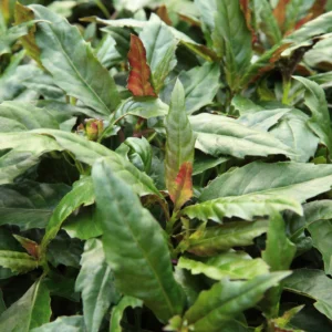 2 Okinawa Spinach Plant, Spinach Plant Live 4 Inches Rooted, Live Vegetable Plant For Garden