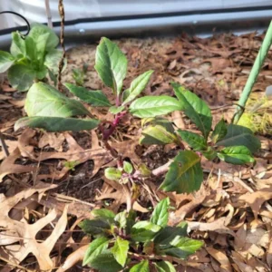 2 Okinawa Spinach Plant, Spinach Plant Live 4 Inches Rooted, Live Vegetable Plant For Garden