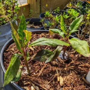 2 Okinawa Spinach Plant, Spinach Plant Live 4 Inches Rooted, Live Vegetable Plant For Garden