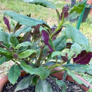 2 Okinawa Spinach Plant, Spinach Plant Live 4 Inches Rooted, Live Vegetable Plant For Garden