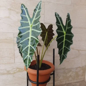 Alocasia Live Plant 2 Feet Tall No Pot, House Plant, Live House Indoor Plant
