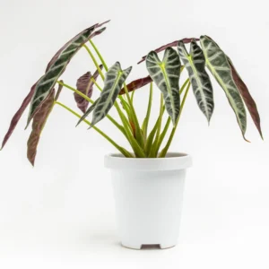 Alocasia Live Plant 2 Feet Tall No Pot, House Plant, Live House Indoor Plant